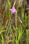 Thickleaf waterwillow